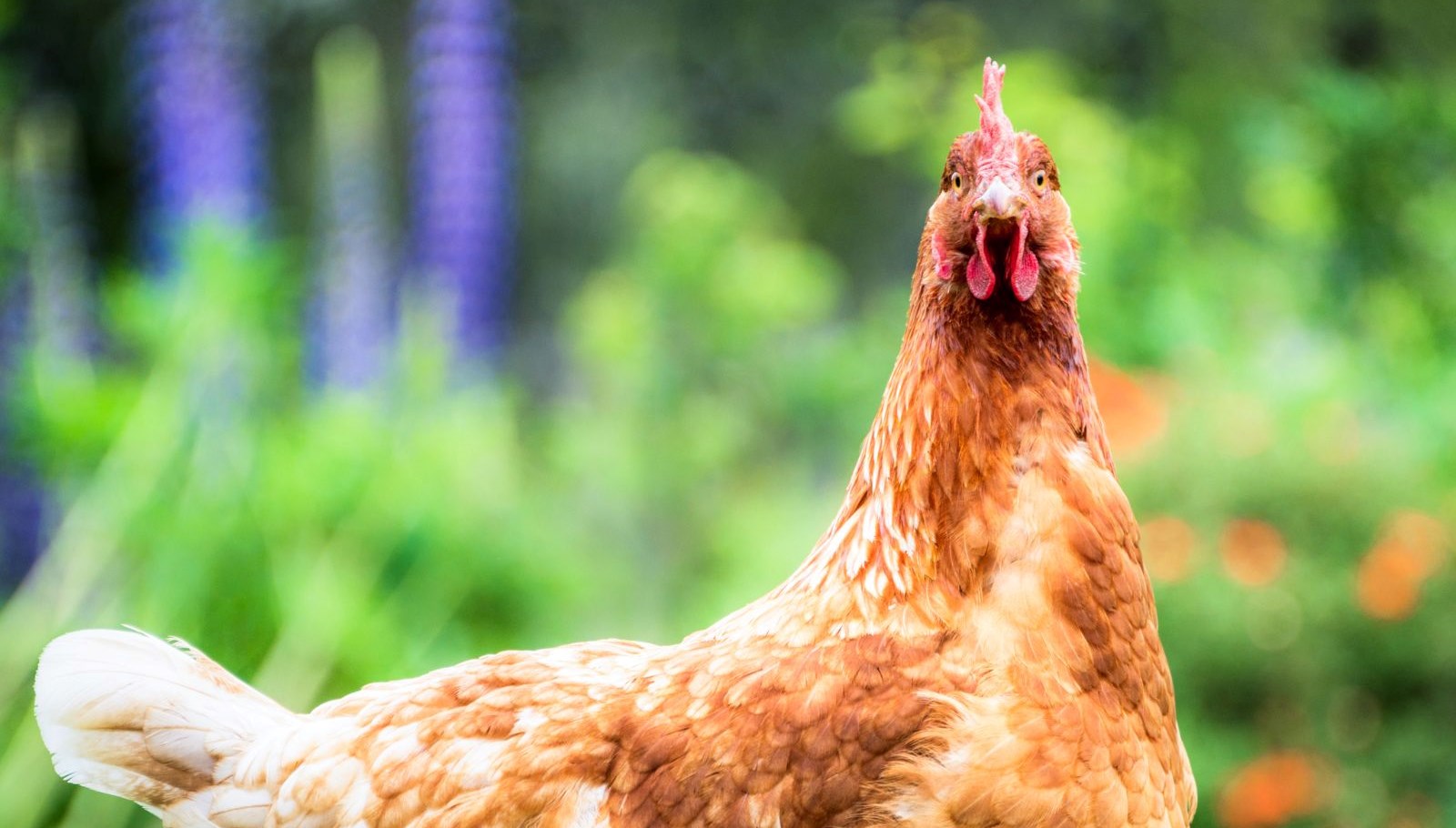 Tavukların duygularını gösterdiği tespit edildi: Korktuklarında kızarıyorlar!