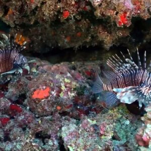 istilaci deniz kestaneleri tehdit olusturuyor H1OeEITa