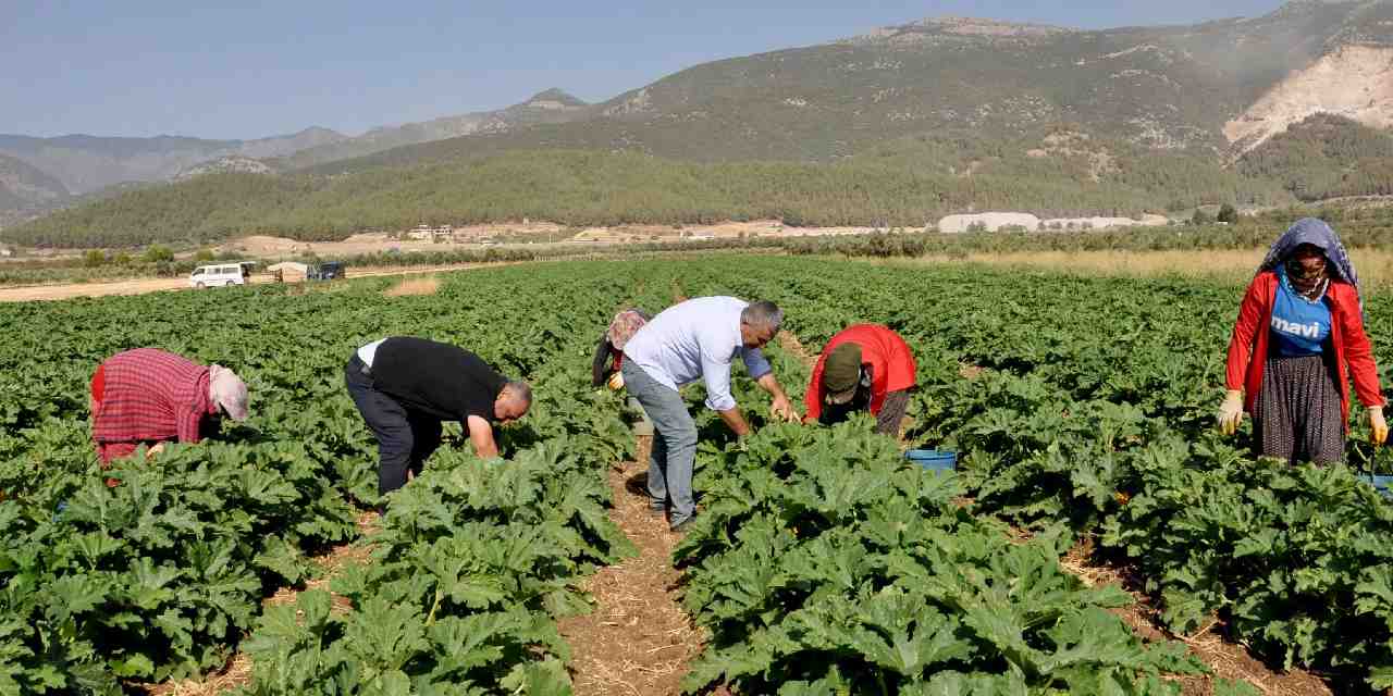 4 ay hasadi yapiliyor yurt disindan talep yagiyor kilosu tarlada 25 lira lsO4Hq5x