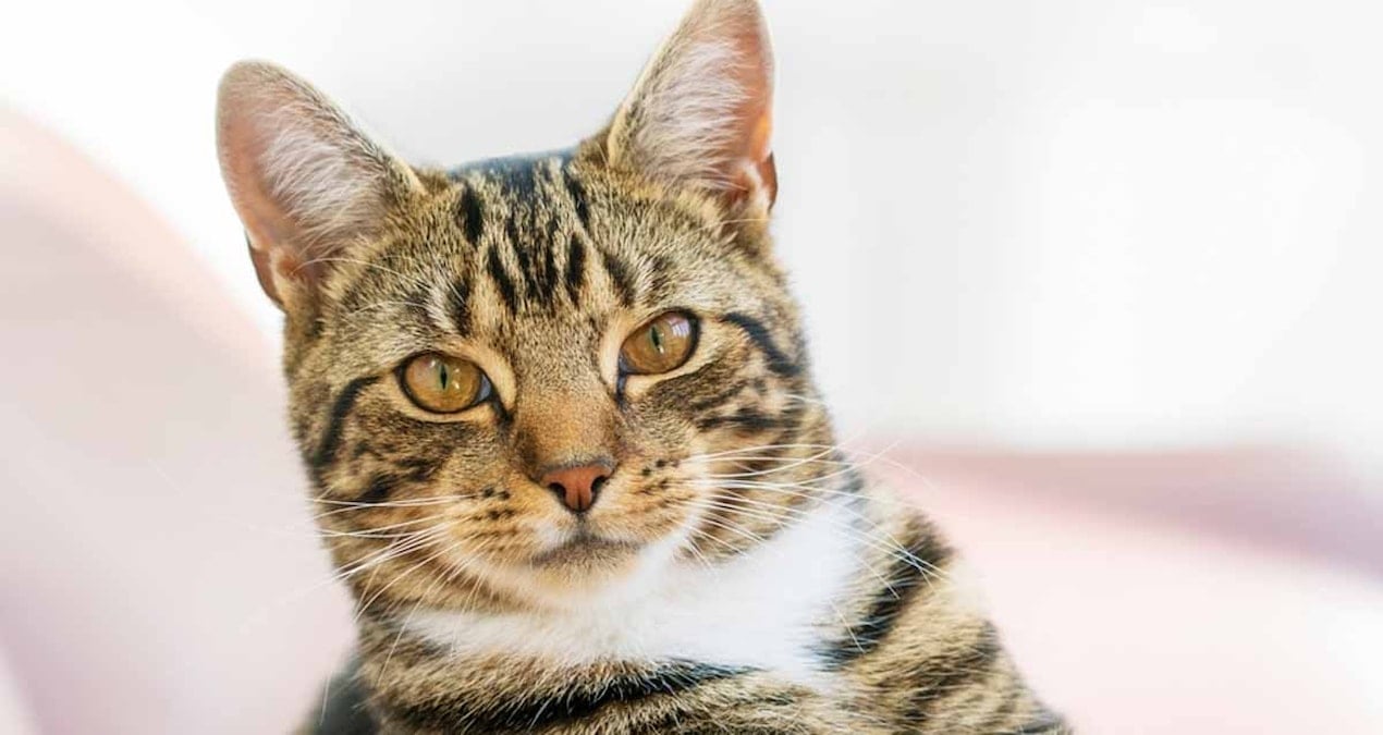 olumcul virus almanyayi sardi kediler patir patir oluyor MnN1M6zj