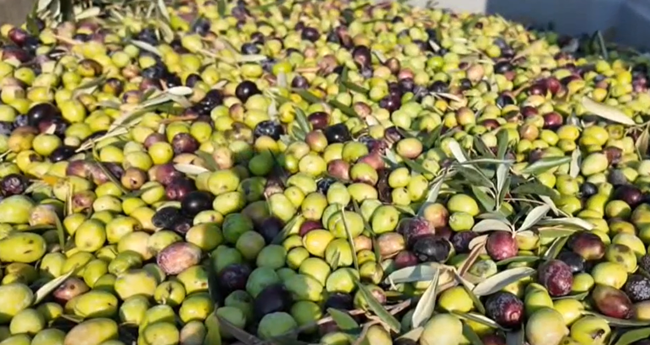 somada zeytin hasadi basladi kuraklik fiyatlari vuracak uEphuEv5.jpg