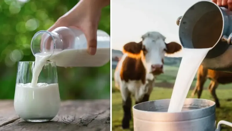 cig inek sutunun c sinifindaki yag degerlerinde degisiklik yapildi pDVi4Fpj.webp