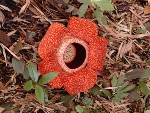 Traktör Tekerleği Kadar Büyüklükte: Rafflesia Çiçeği Tehlikede
