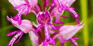 koparmanin-cezasi-500-bin-tlyi-geciyor-tek-hasatta-ciftciyi-milyoner-yapiyor-EdFG2qed